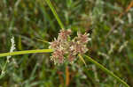 Drummond's sedge